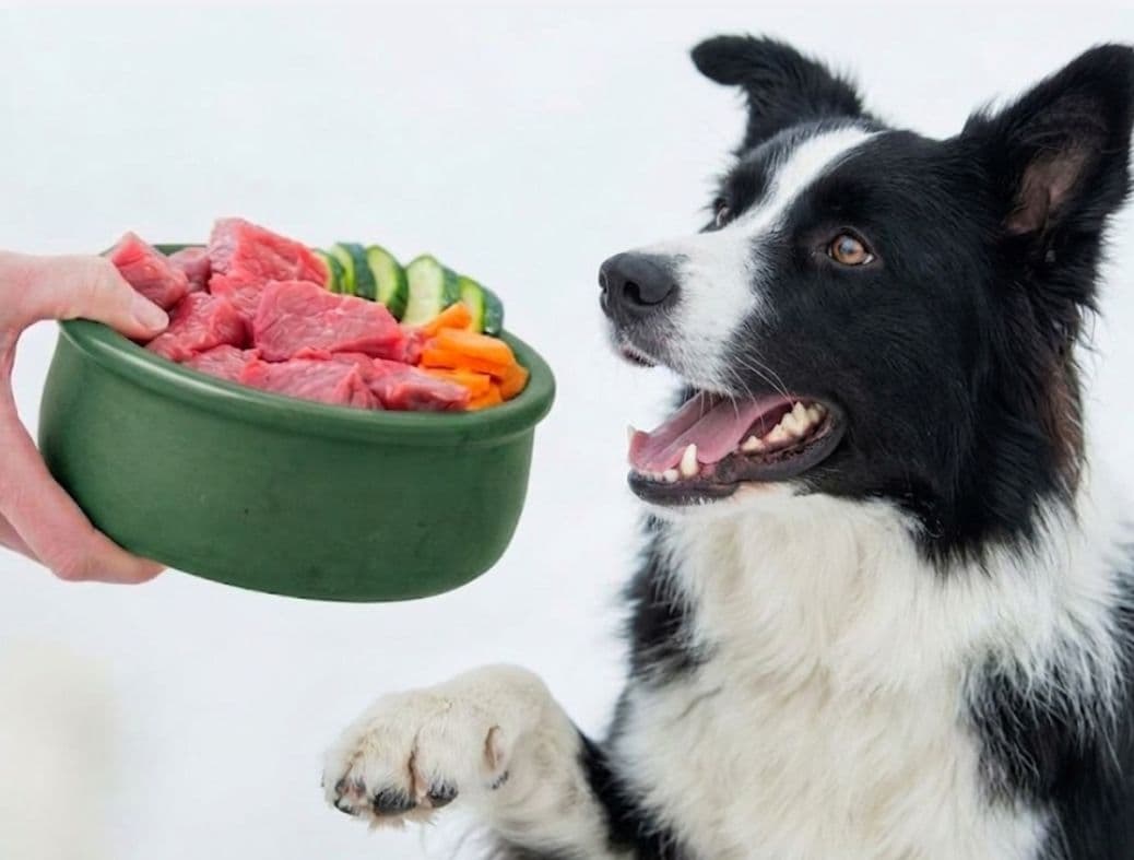 Aktiver Hund beim Spielen - optimale Nährstoffversorgung mit NutriPaws Mikronährstofftest