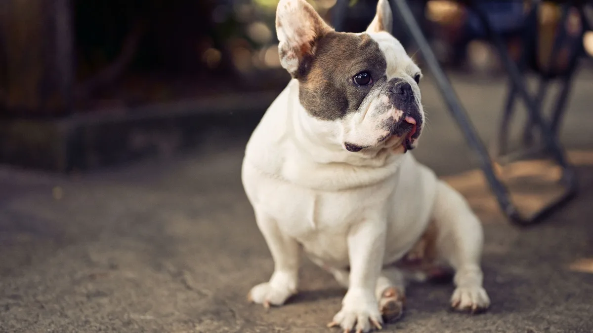 Französische Bulldogge sitzt ruhig im warmen Tageslicht, die typischen Nacken- und Schnauzenfalten sind gut zu sehen, Sinnbild für Haut- und Allergie-Themen der Rasse und die NutriPaws Haaranalyse für Hunde