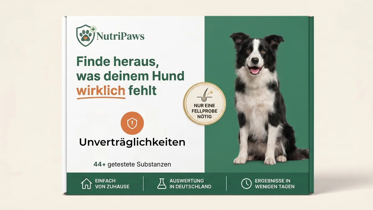 NutriPaws Einzel Check Verpackung mit Hund - Haaranalyse für Haustiere mit Unverträglichkeitstest